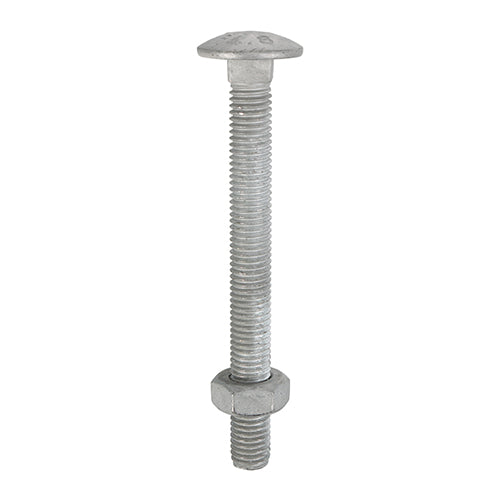 Carriage Bolts DIN603 & Hex Full Nuts DIN934 Hot Dipped Galvanised - M12 x 130 Image